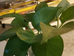 -比格比萨自助(宋家庄店)