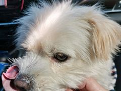 -翊宠yipet猫狗购宠庄园犬舍•猫舍