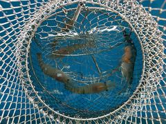 -SHRIMP CLUB万东餐饮钓虾·清吧