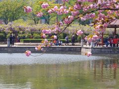 -嘉定紫藤园