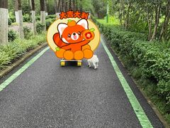 -合肥滨湖国家森林公园