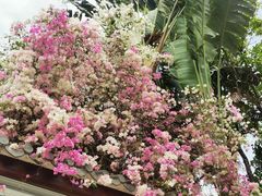 -深圳国际园林花卉博览园