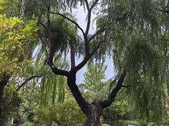 -秋霞圃