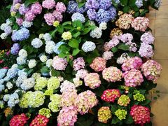 -双季花艺园艺市场(浦东店)