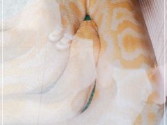 -上海大自然野生昆虫馆(东方明珠·爬宠昆虫探索中心)