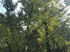 -重庆市江北嘴中央商务区中央公园