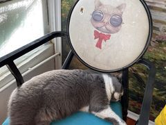 -猫小院猫主题咖啡厅(北锣店)