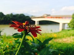 -福建鲤鱼洲酒店