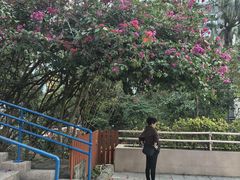 -九龙公园