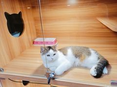 -猫十亿·布偶金渐层·曼基康矮脚猫舍(青年路店)
