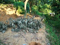 -彩虹桥宠物火化殡葬善终服务(金乐大厦店)