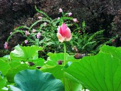 -莲花池公园