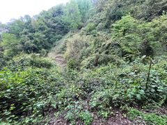 -泰山风景名胜区-普照寺