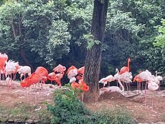 -上海野生动物园
