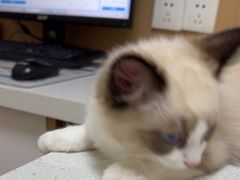 -瑞派康怡24h宠物医院·犬猫医疗中心·微创绝育(瑞景分院)