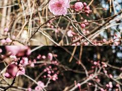 -香雪海