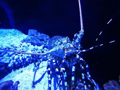 -迪拜水族馆及水下动物园