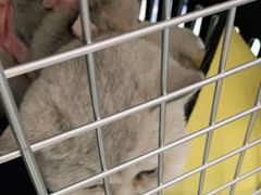 -宠福鑫康馨动物医院·骨科·眼科