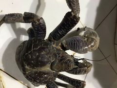 -海盗餐厅