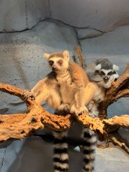 -Zoolung Zoolung动物主题公园(海信广场店)