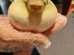 -肆月河豚·淮扬菜·湘菜(华天店)