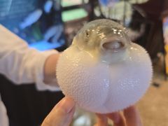 -肆月河豚·淮扬菜·湘菜(华天店)