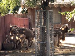 -石家庄市动物园