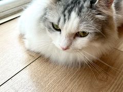 -MOYOYO猫咪咖啡店