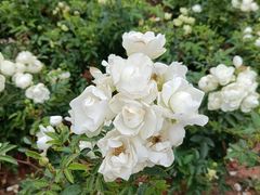 -香蜜公园
