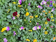 -太湖饭店玉兰厅(自助餐厅)