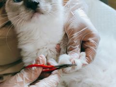 -东方名猫馆·英短金渐层布偶猫舍(环线广场1号楼店)