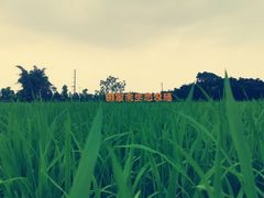 -迪茵湖田家舍生态农场