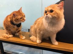 -PETKIT小佩宠物(古北店)