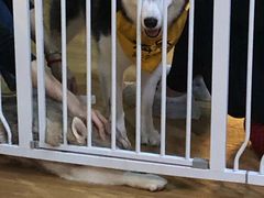 -Husky Go! 哈士奇体验馆·宠物咖啡厅狗咖