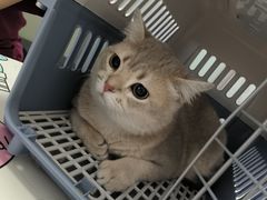 -伟伟宠物医院·瑞派猫友好医院·猫科(光谷店)