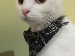 -猫色咖啡·猫咖