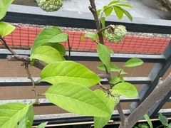 -尚果生态采摘园