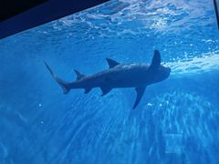 -北戴河圣蓝海洋公园