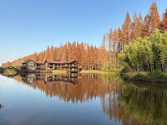 -黄海国家森林公园