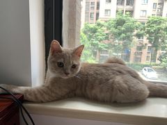 -东方名猫馆·英短金渐层布偶猫舍(环线广场1号楼店)