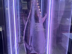 -大起水产回转寿司(道顿堀店)