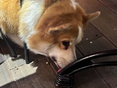 -肥朵食堂(带梦胡同店)