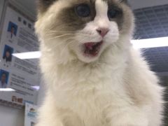 -达爱动物医院·犬猫分区·CT·复杂眼科(远洋山水分院)