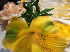 -Tomacado花厨(One ITC店)
