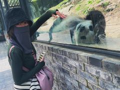 -都江堰中华大熊猫苑