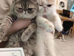 -滚猫咖啡·猫咖·猫友好撸猫(未来城店)