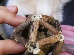 -宠颐生中康贝怡动物医院