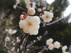 -广州市白云山风景名胜区