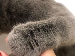 -飞行喵MR PILOT|猫舍·猫咖(静安大融城店)