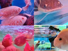 -青石桥花鸟鱼虫市场(叠翠城店)